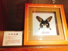 -上海大自然野生昆虫馆(东方明珠·爬宠昆虫探索中心)