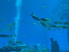 -亚特兰蒂斯•OSSIANO奥西亚诺海底餐厅