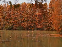 -上海海湾国家森林公园