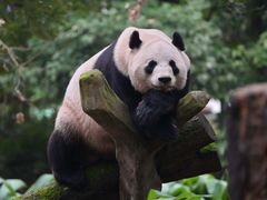 -都江堰中华大熊猫苑