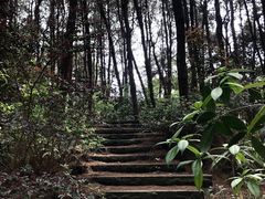 -铁山坪森林公园