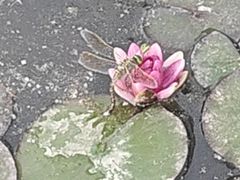 -达活泉公园