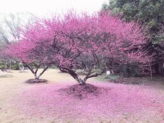 -东方绿舟景区