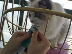 -泰国佛·塔罗·泰牌狐仙古曼