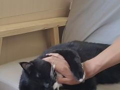 -鼓捣猫呢主题猫咖店