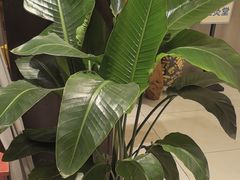 -莱蔻·圣灸堂·推拿艾灸(天山店)