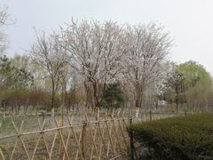-东升八家郊野公园