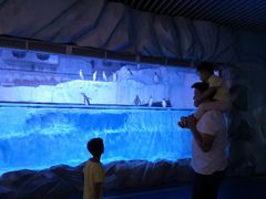 -芜湖新华联大白鲸海洋公园