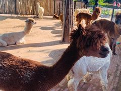 -鄂尔多斯野生动物园