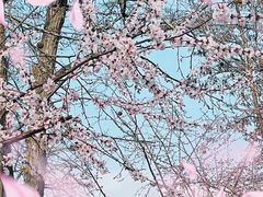 -桃花堤公园