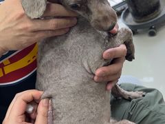 -利又安动物医院··老年病·猫科犬科·中兽医