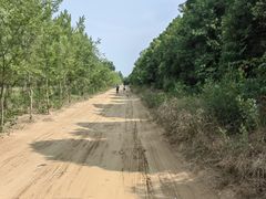 -黄河故道国家森林公园