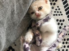 -平行世界·猫咖(首经贸店)