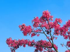-风云岭森林公园