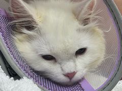 -宠物星动物医院·眼科·异宠·猫科(江南大道总院)