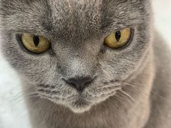 -喵园·猫主题咖啡厅·撸猫·猫咖(国贸店)