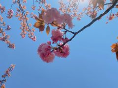 -高东镇樱花园