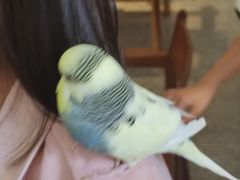 -深圳鸟咖鹦花岛