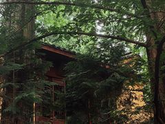 -天目山大树王景区