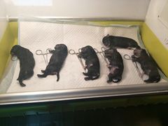 -美联众合宠物医院·爱萌分院·内外科·猫科中心