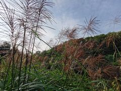 -云溪植物园