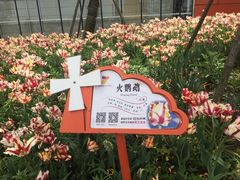-荷兰花海