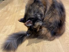 -藏猫猫咖啡主题馆(中央大道店)