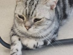 -共舞时光猫咖·狗咖(新街口店)