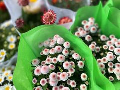 -龙大花卉苗木市场