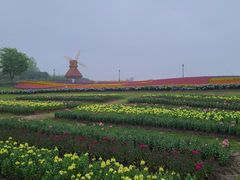 -杭州湾海上花田景区