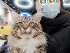 -COLOR PETS 撸猫馆·购猫·猫咖(长风大悦城店)