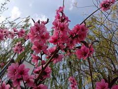 -桃花堤公园