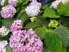 -复旦大学附属华山医院(总院)