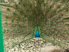 -藏龙百瀑风景区