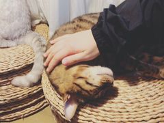 -猫猫幼稚园·撸猫·桌游·电玩