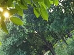 -东莞植物园