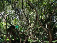 -中国科学院西双版纳热带植物园