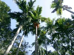 -龙泉人椰子鸡.糟粕醋.海南菜(三亚旗舰店)