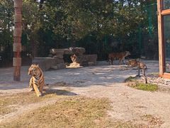 -上海野生动物园老虎餐厅