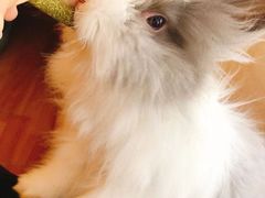 -猫猫幼稚园·撸猫·桌游·电玩