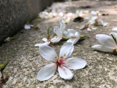 -火炉山森林公园