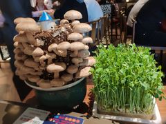 豆苗-捞王锅物料理(上海世茂广场店)