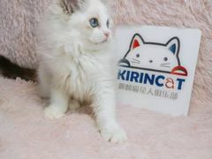 -十年猫舍·猫咪专门店(普陀店)