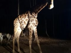 -清迈夜间动物园