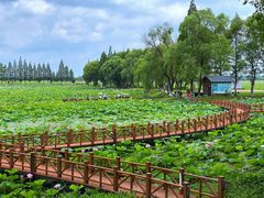-洪湖生态旅游区