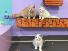 -十年猫舍·猫咪专门店(普陀店)