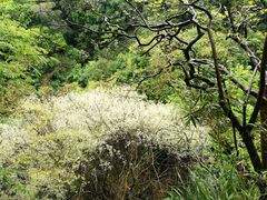 -武夷山风景名胜区-虎啸岩
