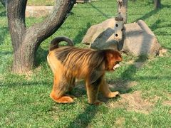 -西安秦岭野生动物园