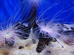 -上海海洋水族馆