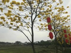 -天适樱花悠乐园